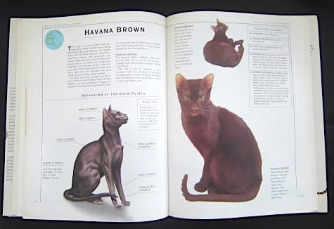 本256／洋書　図鑑　all the World's Cat Breeds
