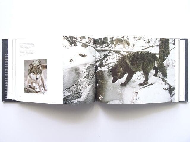 洋書◆オオカミ 写真集 本 狼 ウルフ