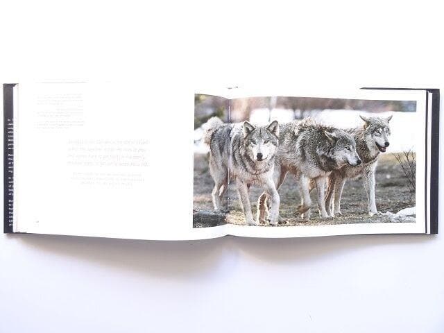 洋書◆オオカミ 写真集 本 狼 ウルフ