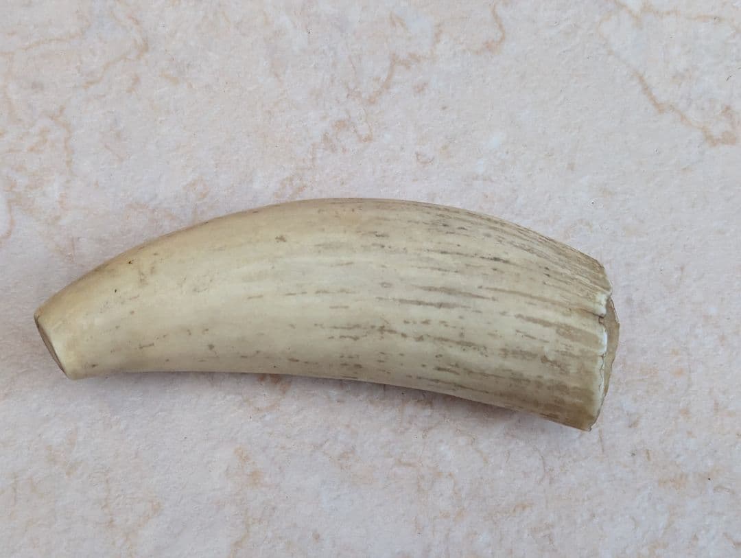 鯨歯（？）