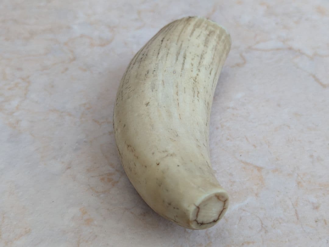鯨歯（？）