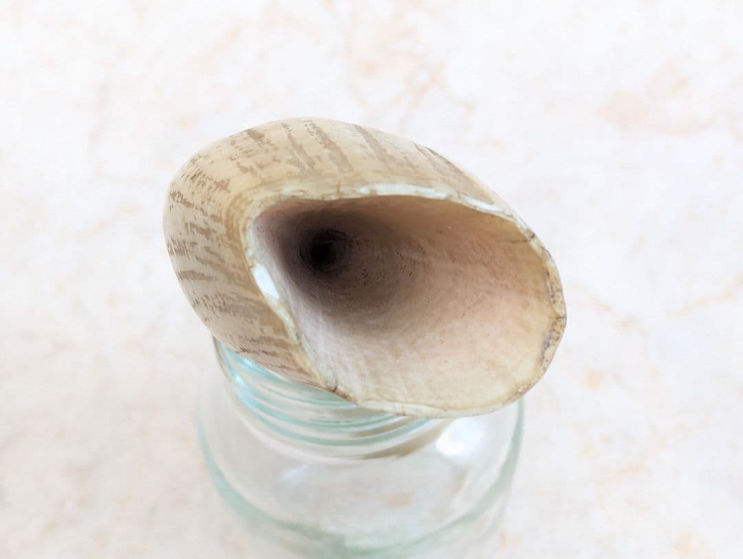 鯨歯（？）