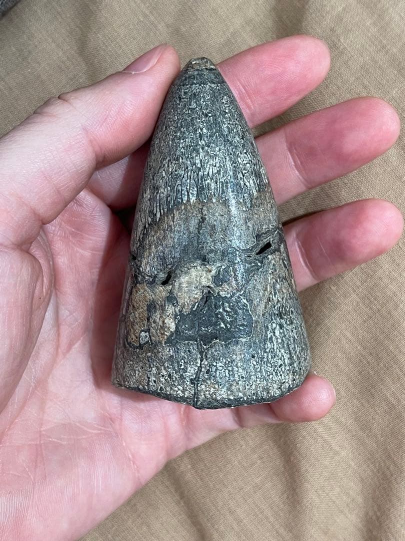 u*e様 博物館級　最恐　古代クジラ　リヴィアタンメルビレイ　歯　化石　鉱物標本
