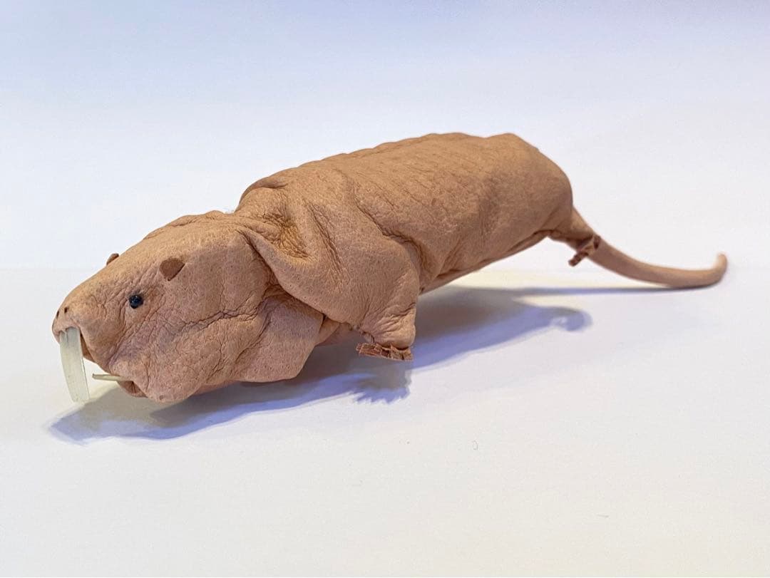 あまのじゃくとへそまがり　ハダカデバネズミ