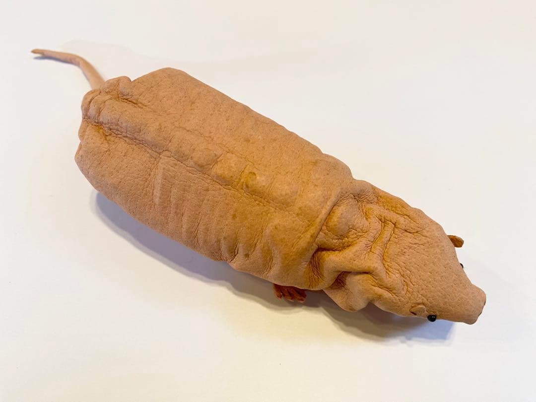 あまのじゃくとへそまがり　ハダカデバネズミ