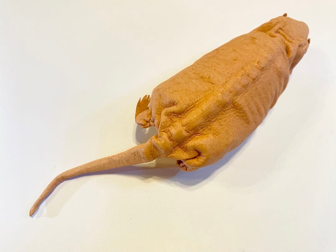 あまのじゃくとへそまがり　ハダカデバネズミ