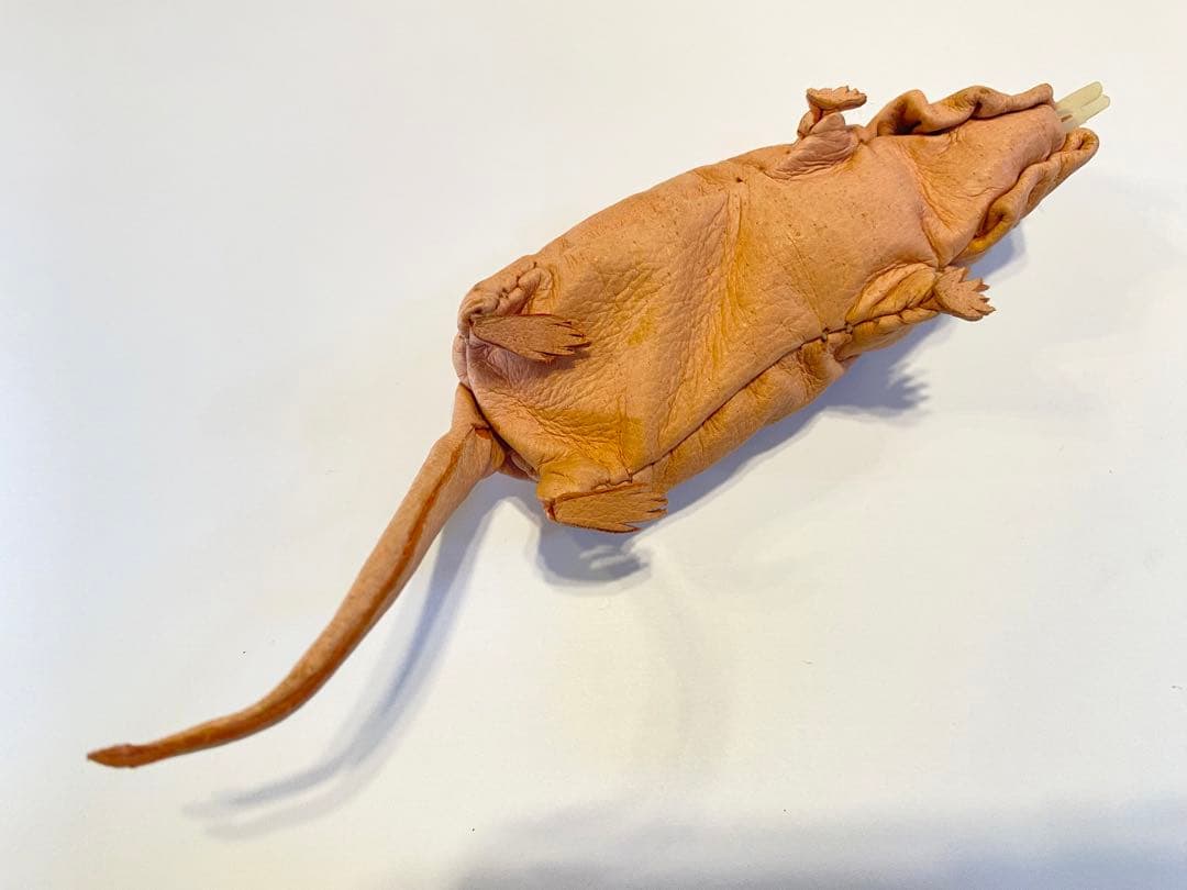 あまのじゃくとへそまがり　ハダカデバネズミ