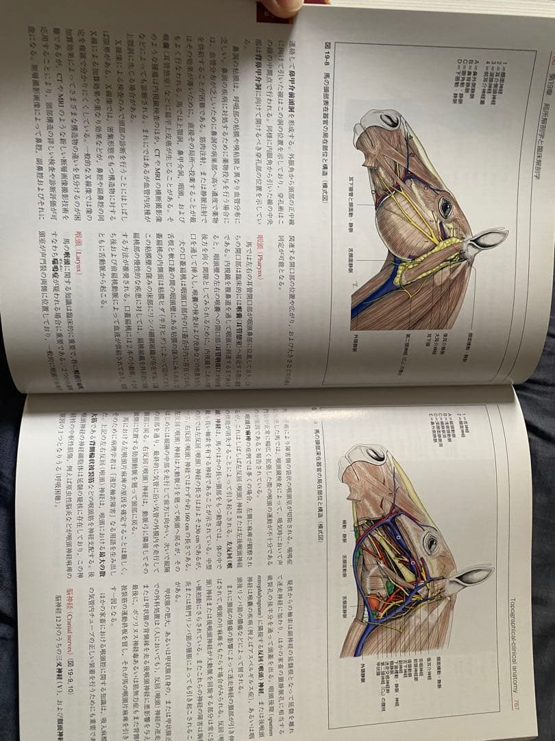 カラーアトラス　獣医解剖学　上下巻セット