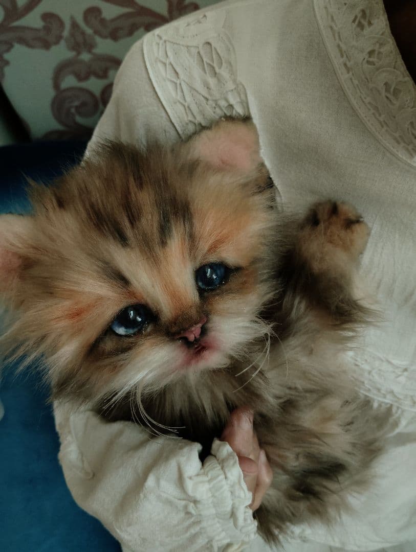 リアルサイズ♡チンチラゴールデン子猫♡ラブちゃん♡アートドール♡ぬいぐるみ♡