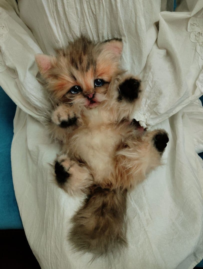 リアルサイズ♡チンチラゴールデン子猫♡ラブちゃん♡アートドール♡ぬいぐるみ♡