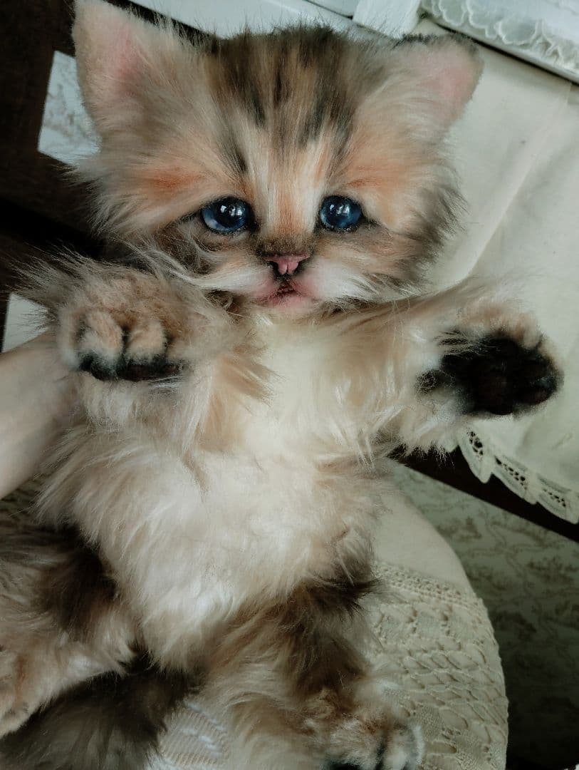 リアルサイズ♡チンチラゴールデン子猫♡ラブちゃん♡アートドール♡ぬいぐるみ♡