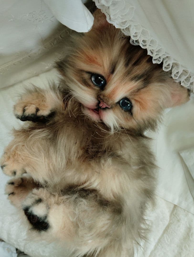 リアルサイズ♡チンチラゴールデン子猫♡ラブちゃん♡アートドール♡ぬいぐるみ♡