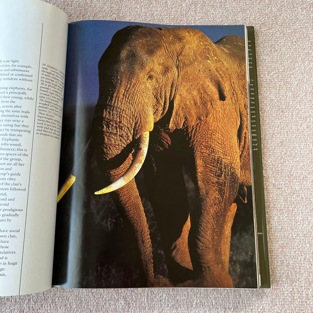 洋書　safari in wildest africa アフリカ　大型本