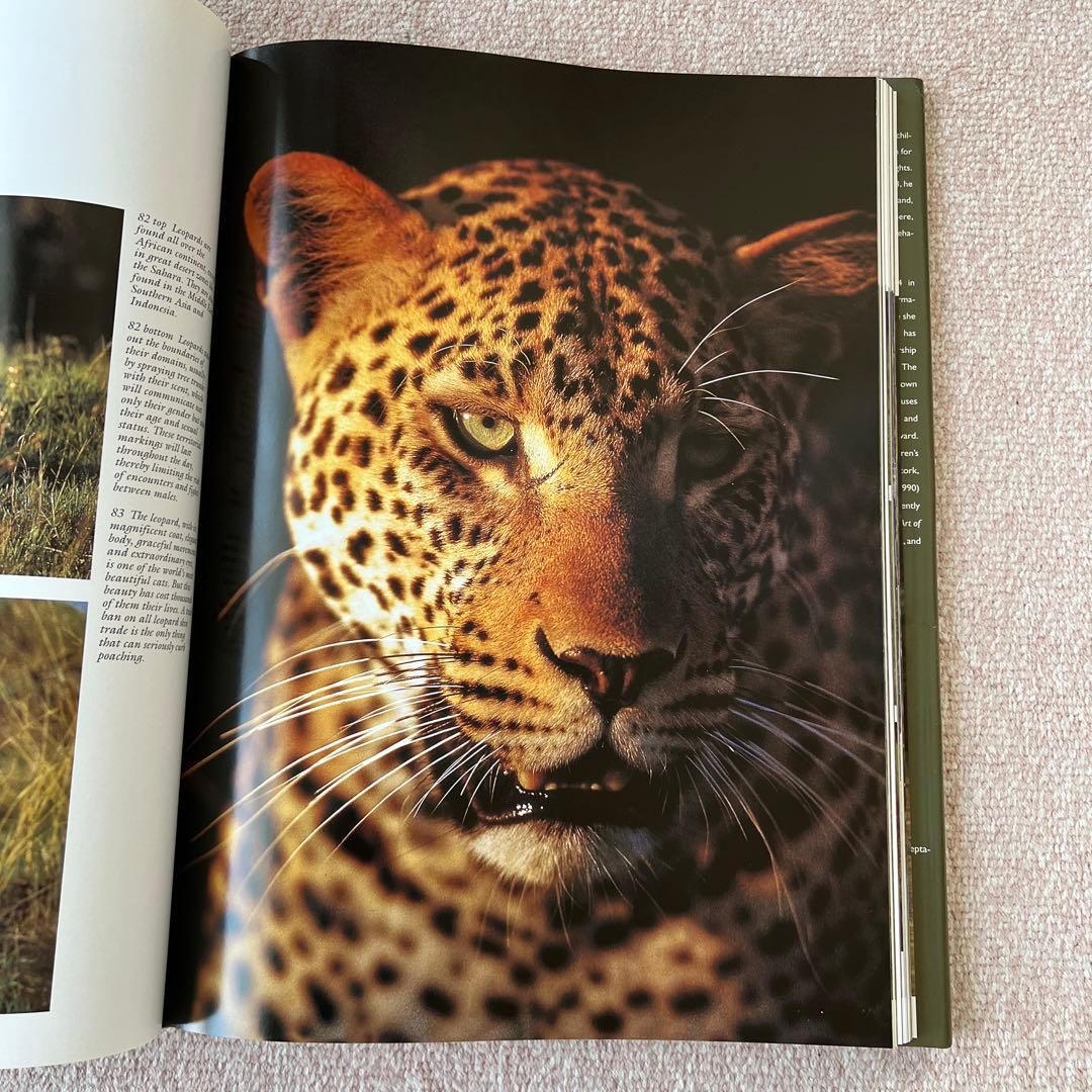 洋書　safari in wildest africa アフリカ　大型本