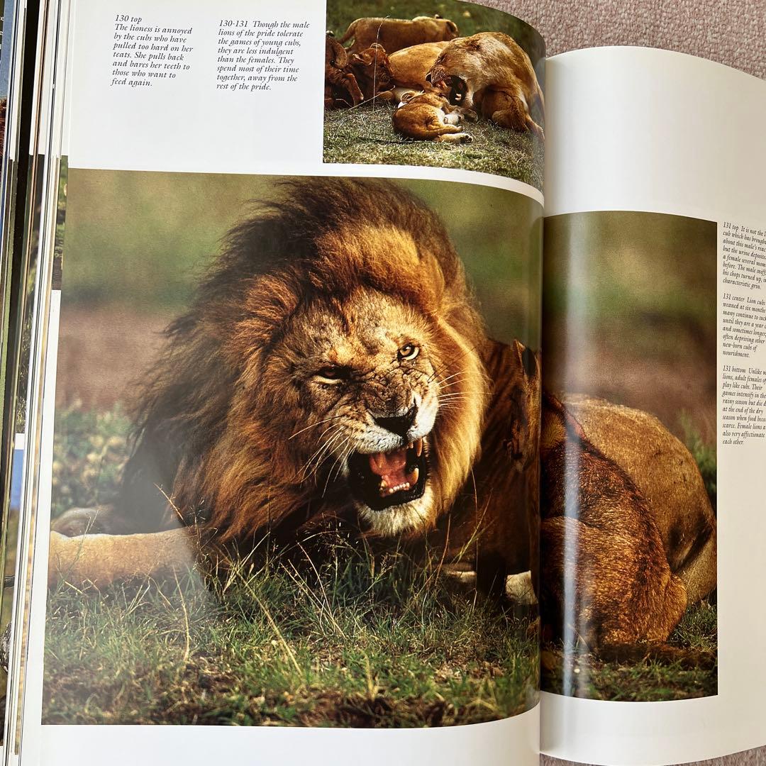 洋書　safari in wildest africa アフリカ　大型本