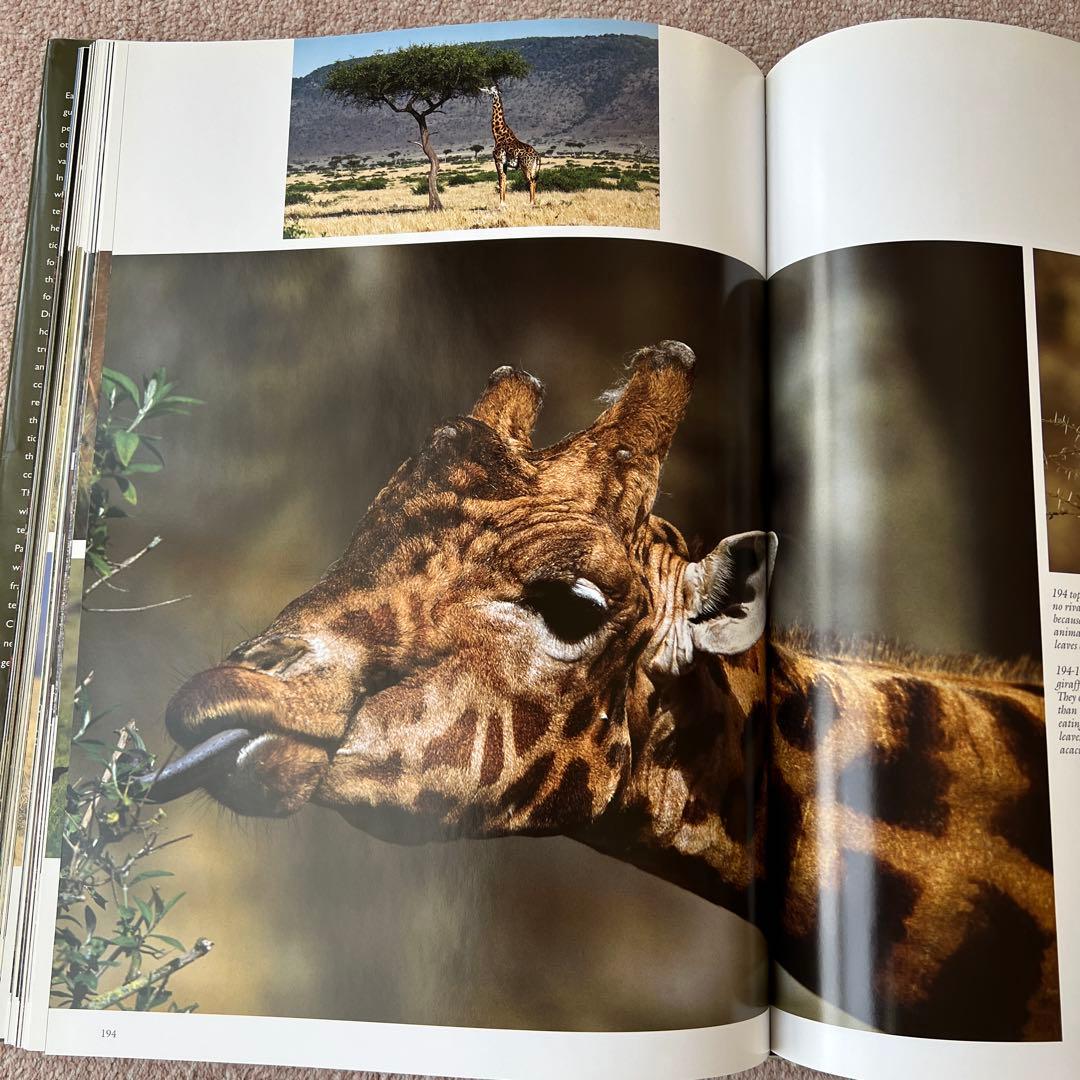 洋書　safari in wildest africa アフリカ　大型本