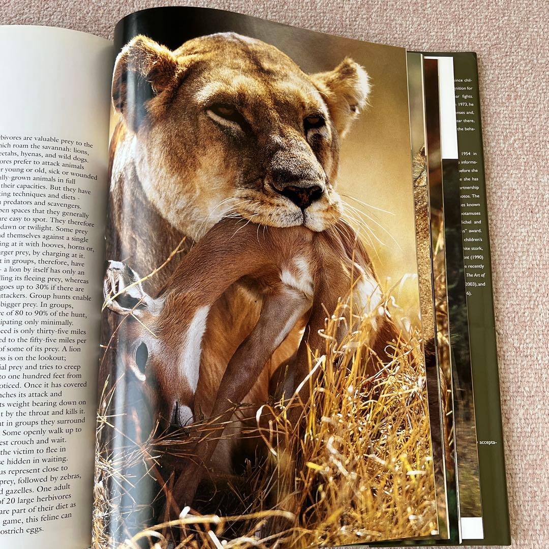 洋書　safari in wildest africa アフリカ　大型本