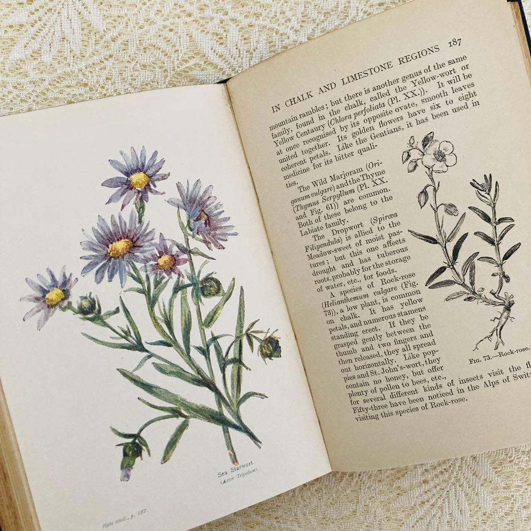洋書　古書　アンティーク植物図鑑　淡く美しいイラスト♡　ボタニカルアート