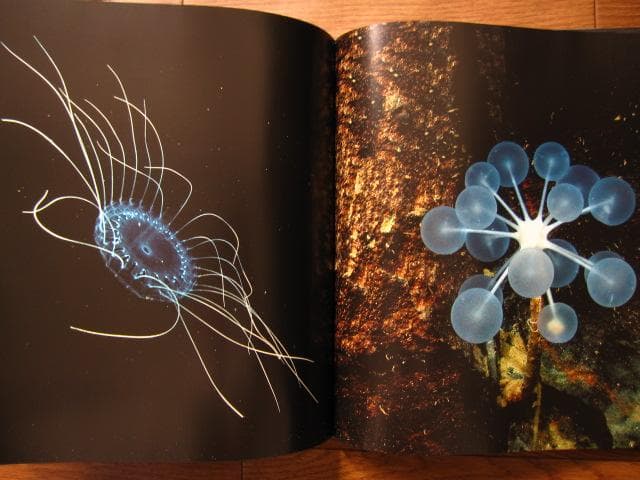 アート・デザイン・音楽 The Extraordinary Creatures of the Abyss