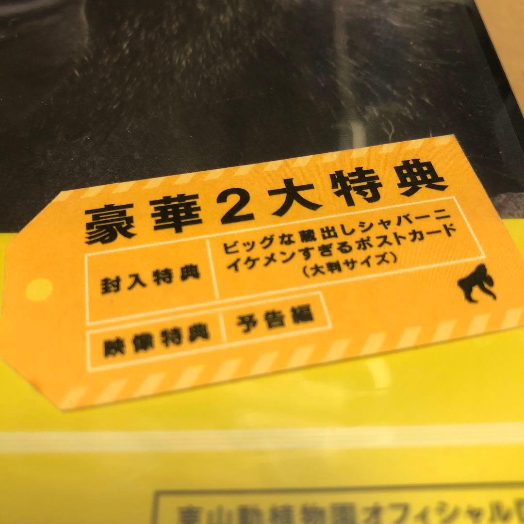 DVD 新品未開封 シャバーニ イケメンすぎるゴリラ。