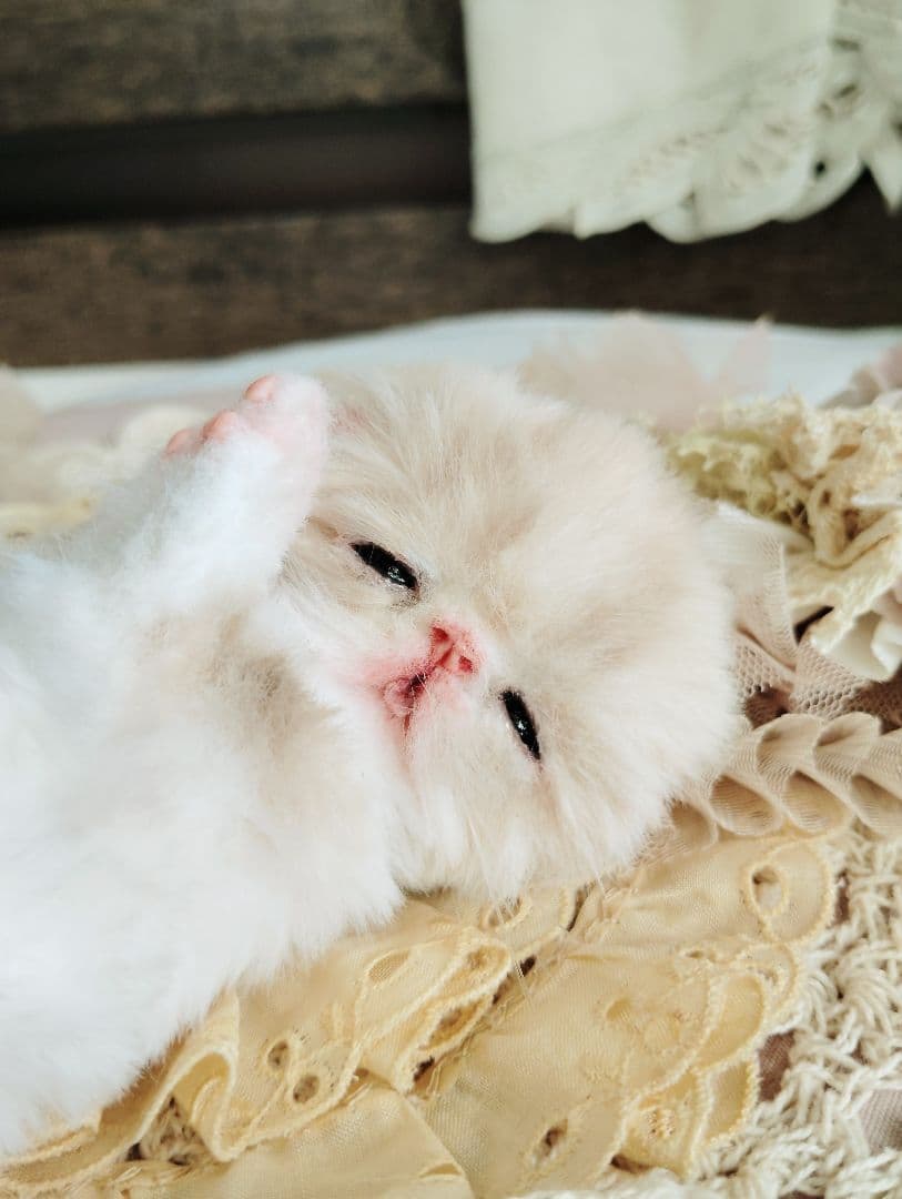 生後7日♡オメメ開いたよ♡エキゾ子猫ちゃん♡アートドール♡