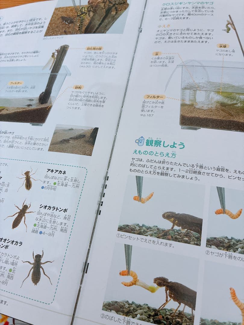 小学館の図鑑NEO 13冊セット　バラ売り❌