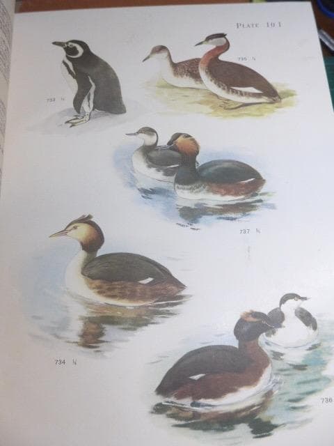 幻の図鑑／鳥類原色大図説(全3巻)／昭9・10 元版です。日本の鳥類図鑑の金字塔