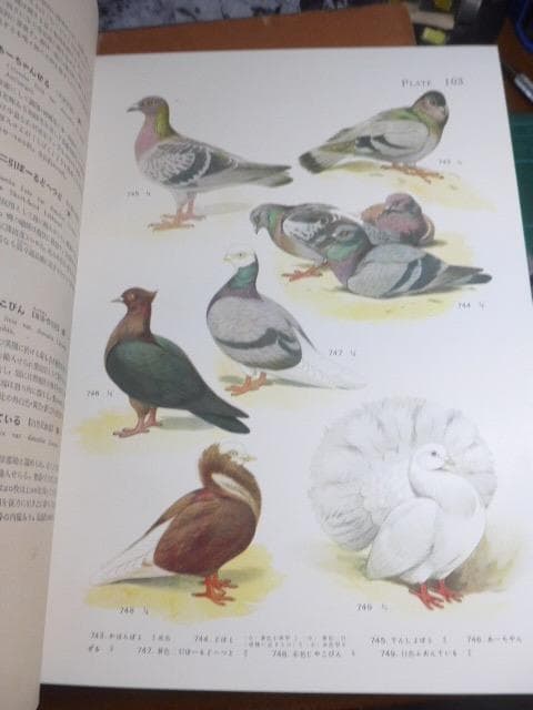 幻の図鑑／鳥類原色大図説(全3巻)／昭9・10 元版です。日本の鳥類図鑑の金字塔
