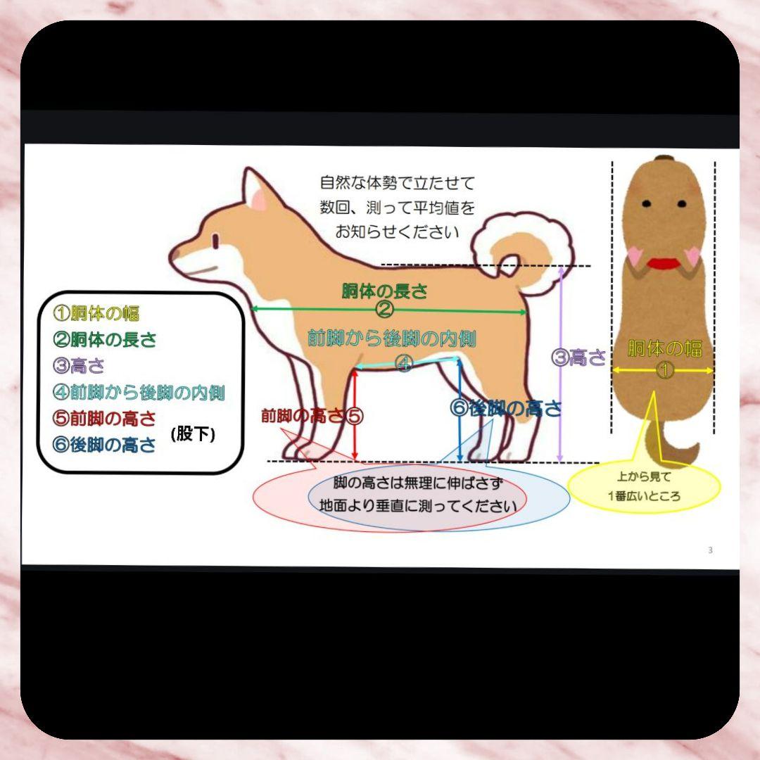 ちゃむちゃむ柴犬4輪　リハビリ　食事補助　犬用車椅子　介護　犬の歩行器