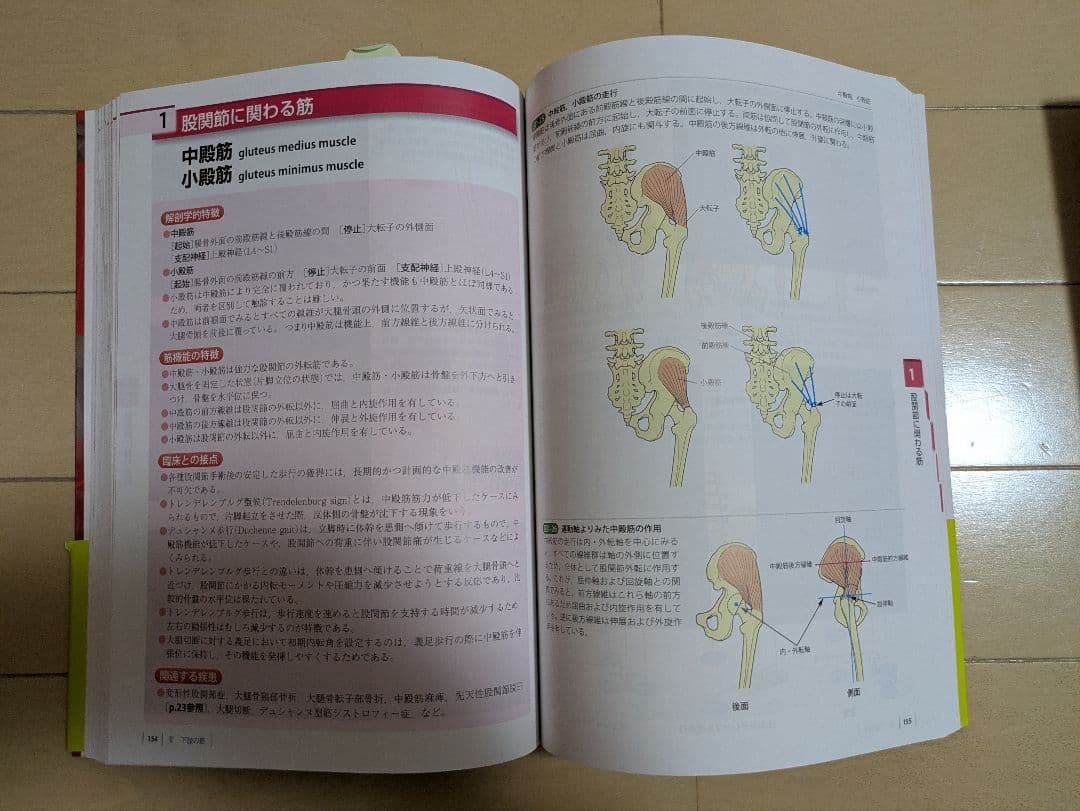 【完全新品】プロメテウス解剖学アトラス・触診技術 4冊フルセット（理学療法士）