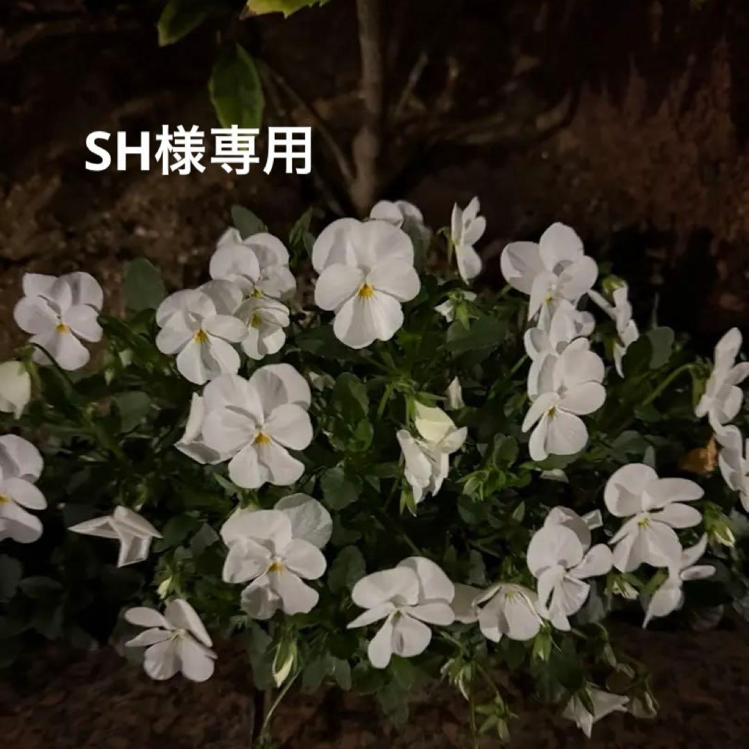 SH①