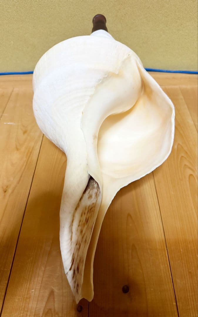 ryohan 特大肉厚50.5㎝アラフラオオニシ法螺貝　ほら貝　ホラガイ