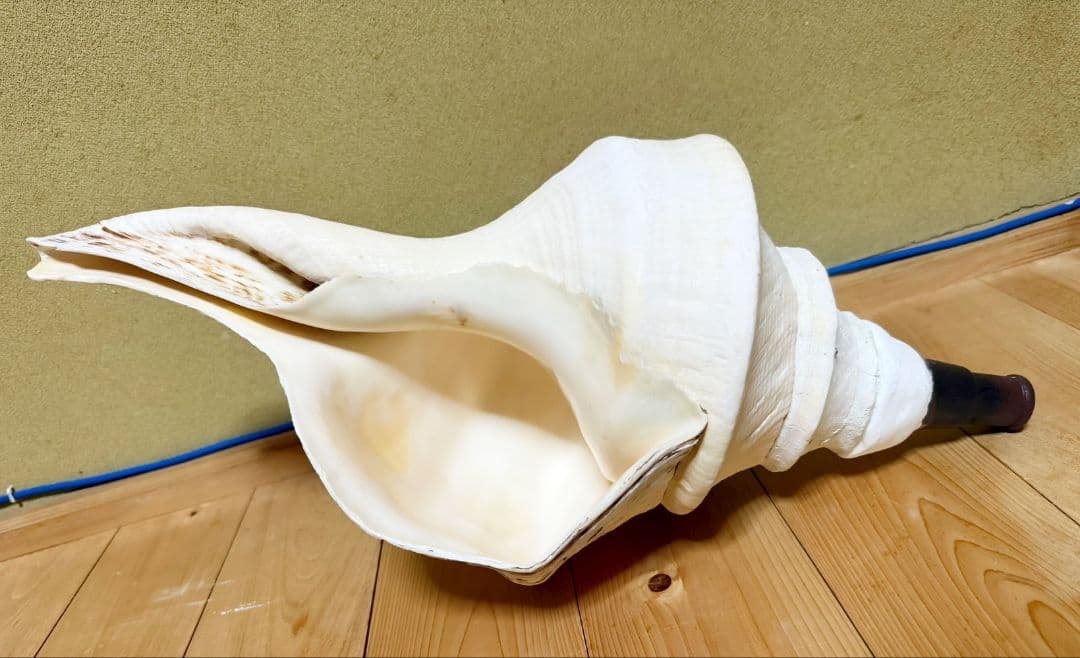 ryohan 特大肉厚50.5㎝アラフラオオニシ法螺貝　ほら貝　ホラガイ