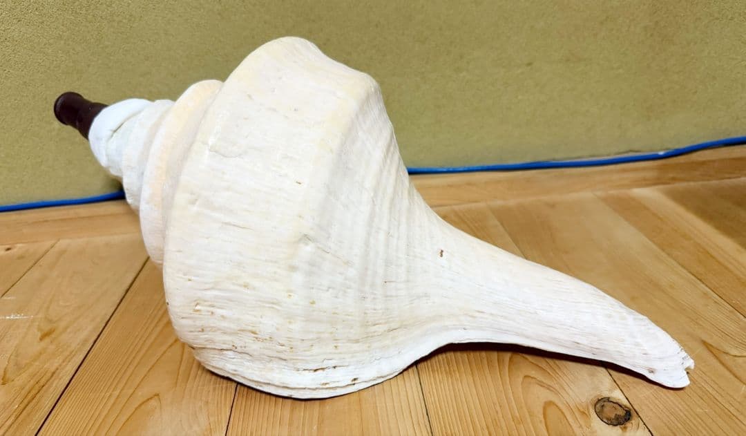 ryohan 特大肉厚50.5㎝アラフラオオニシ法螺貝　ほら貝　ホラガイ
