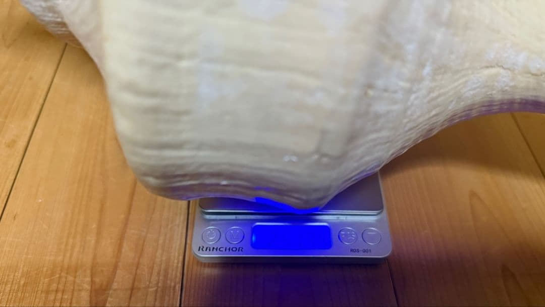 ryohan 特大肉厚50.5㎝アラフラオオニシ法螺貝　ほら貝　ホラガイ