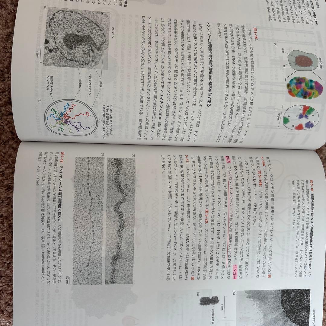 Essential細胞生物学 原書第５版