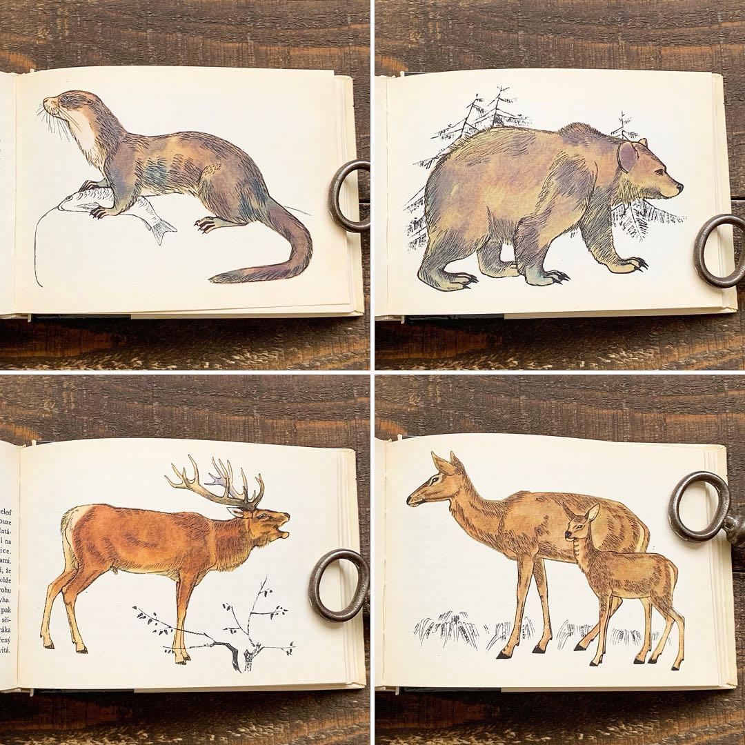 チェコの古い動物図鑑(1970年)/哺乳類図鑑 雰囲気◎/