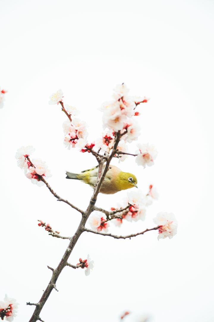 レンズ(単焦点) Nikon AF-I 300mm f2.8 D