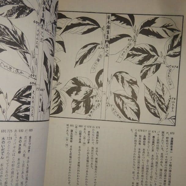 スーパーレア! ～草木錦葉集及び解説本　江戸時代の古書復刻版