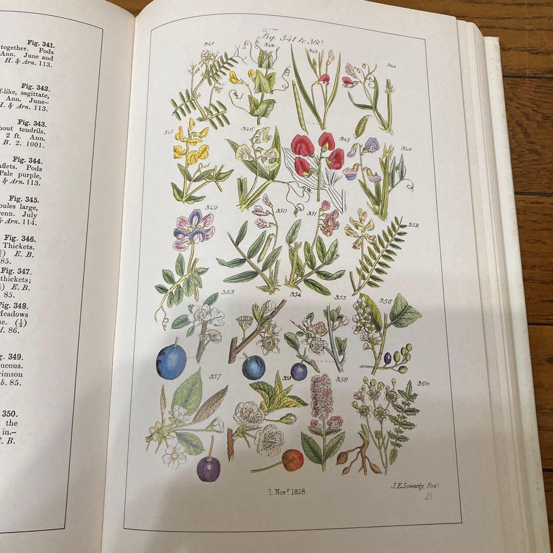 アンティークWILD  FLOWERS  by  John Ｅ. Sowerby