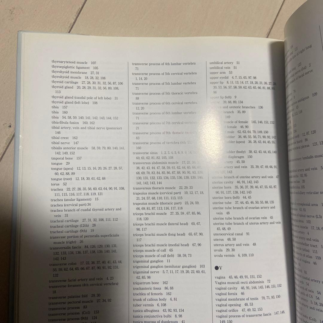 ラットの断面解剖アトラス