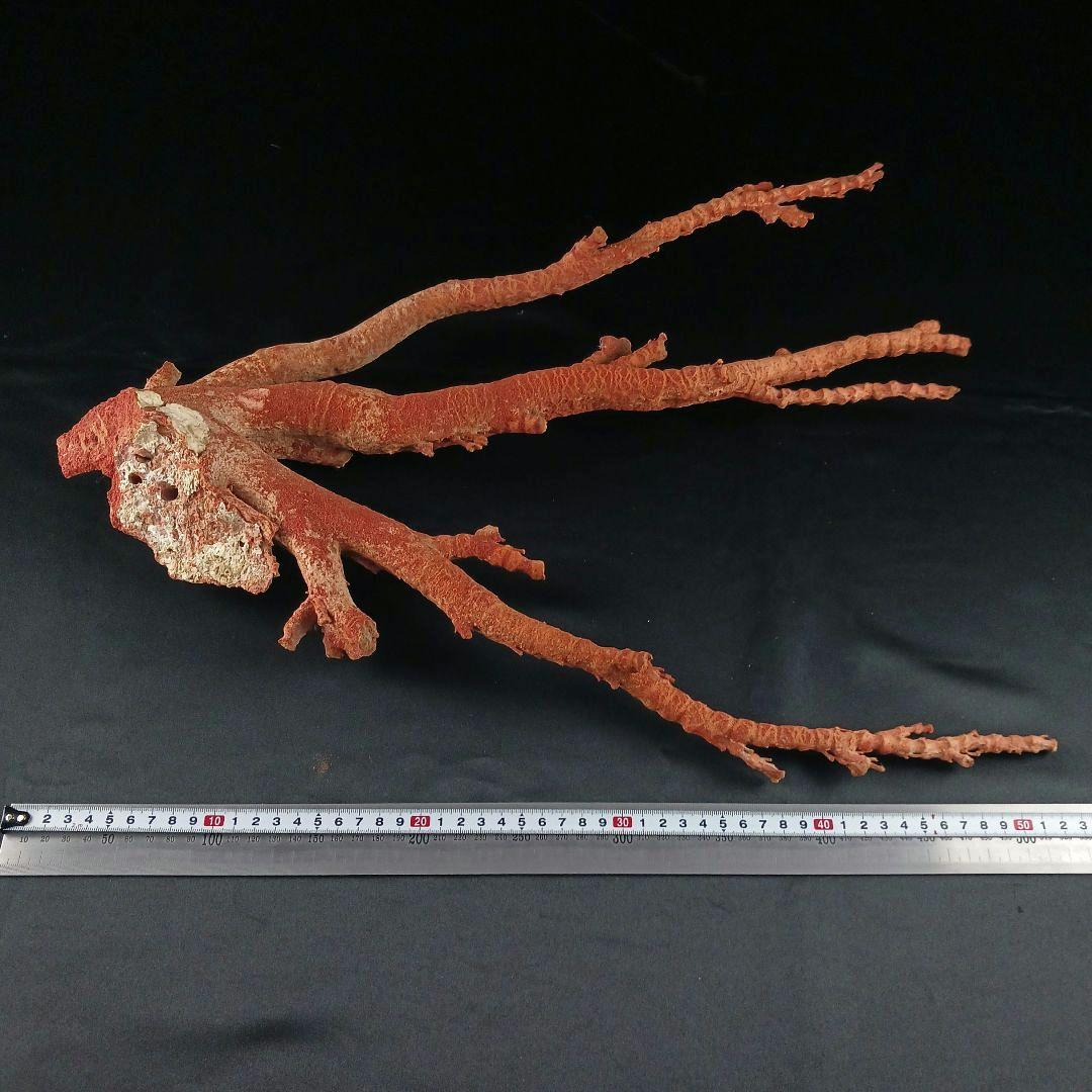 Y2966 特大55㎝ アップル珊瑚 イソバナ珊瑚 原木