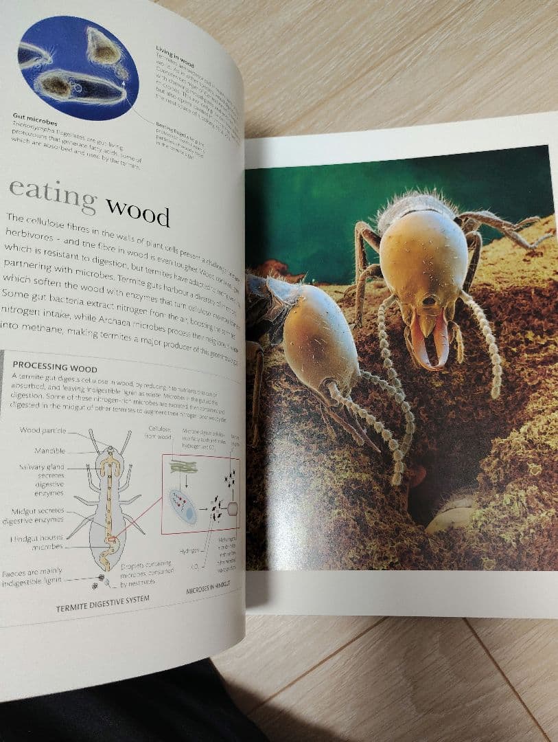 洋書 MICRO LIFE DK