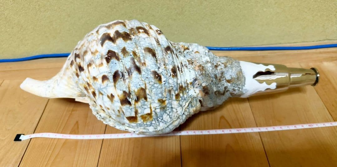 特大肉厚41㎝修験道法螺貝 山伏　密教　魔除け　ホラガイ　ほら貝