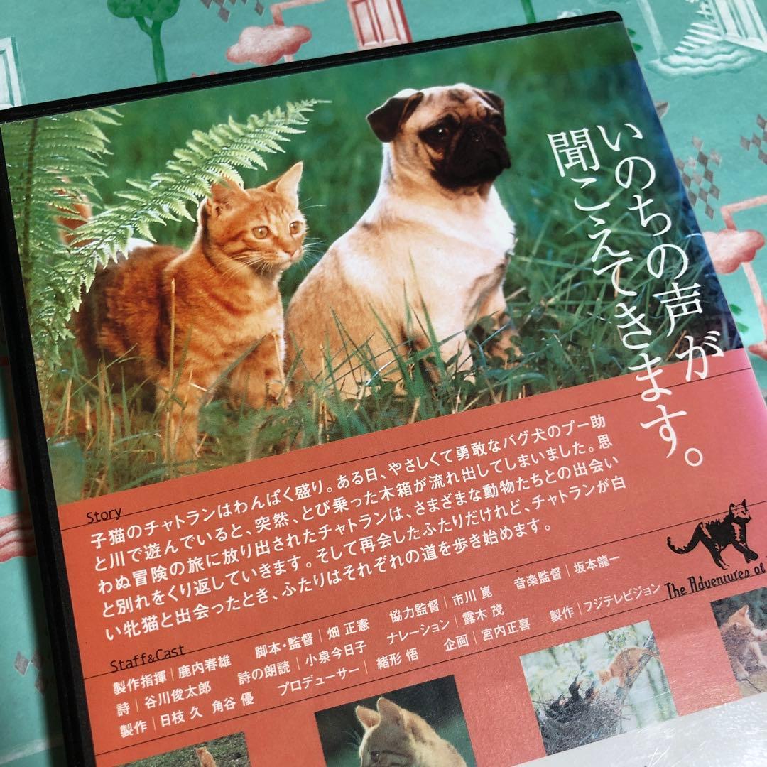 【追悼】映画　子猫物語　DVD 畑正憲(ムツゴロウ)さん 坂本龍一さん