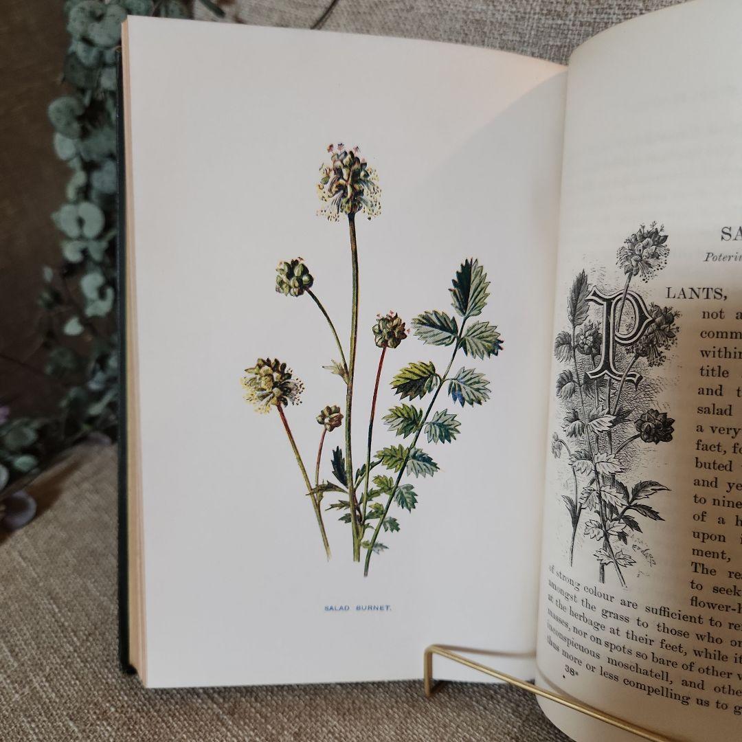 植物図鑑　洋書　古書　アンティーク　Familar Wild Flowers②