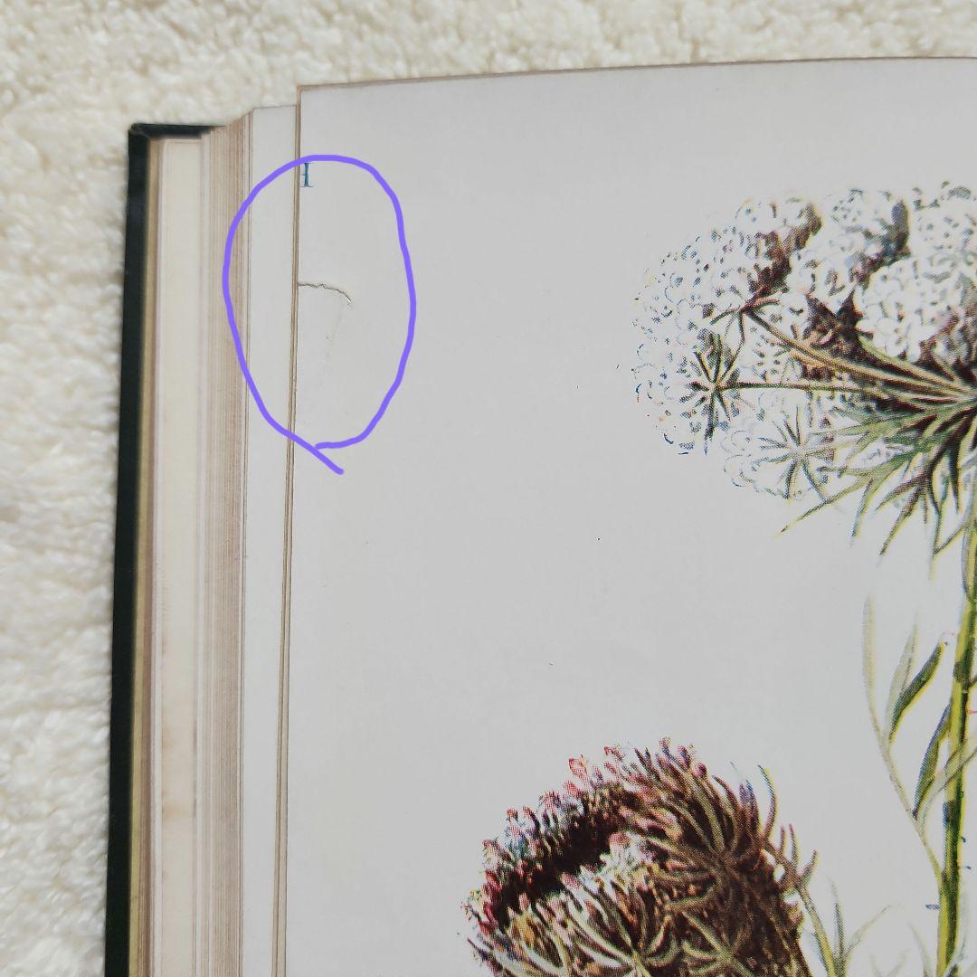 植物図鑑　洋書　古書　アンティーク　Familar Wild Flowers②