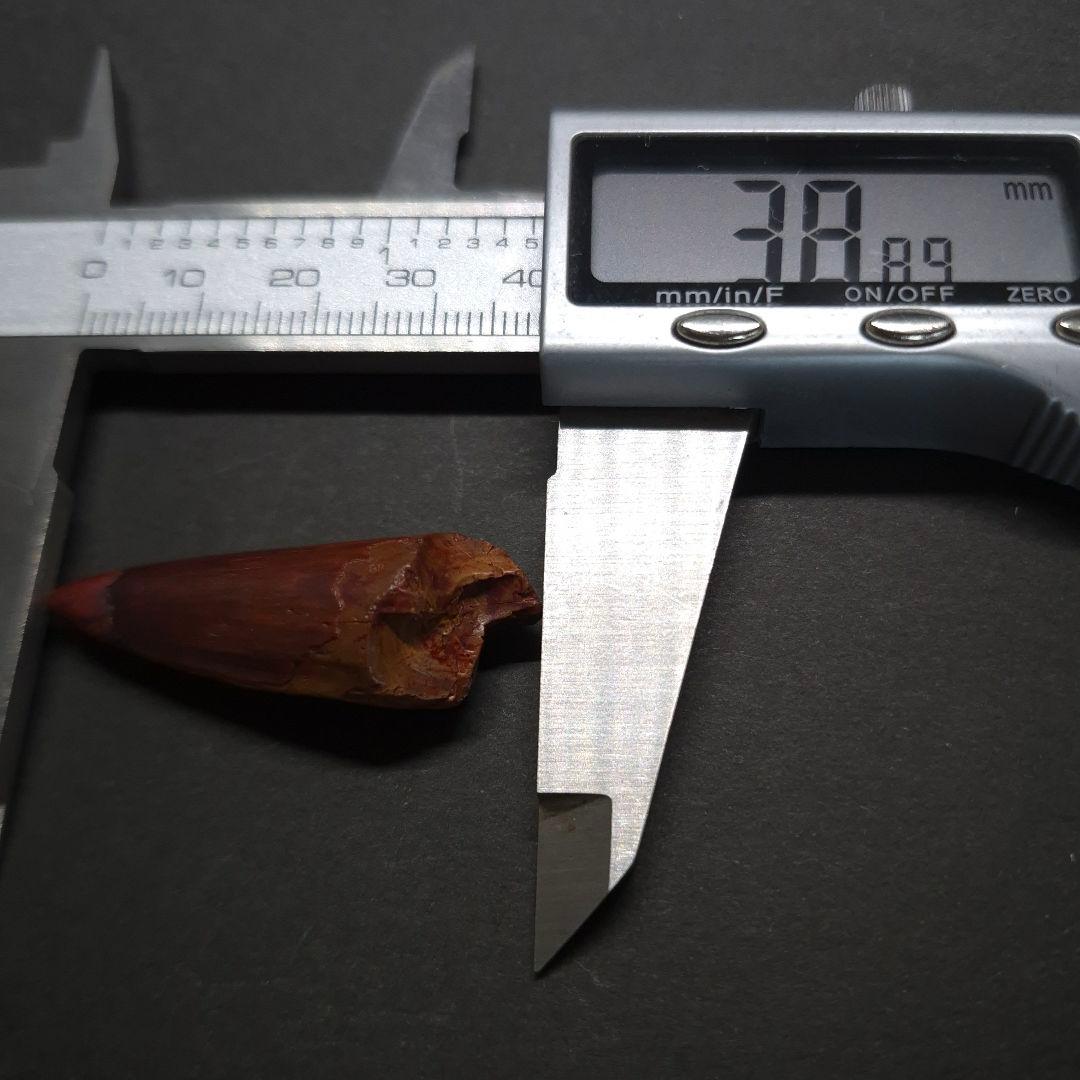 スピノサウルス 本物 モロッコ産 38.89mm sp504
