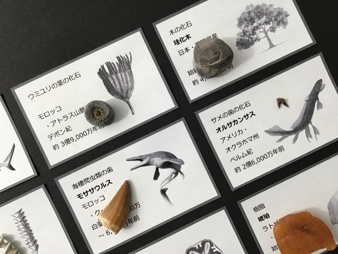 化石 20種 セット [ZG17] 三葉虫 トリケラトプス ティラノサウルス