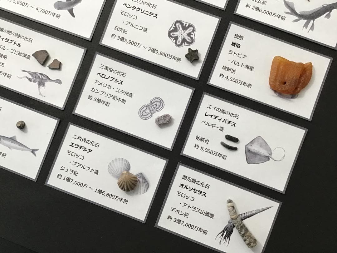 化石 20種 セット [ZG17] 三葉虫 トリケラトプス ティラノサウルス